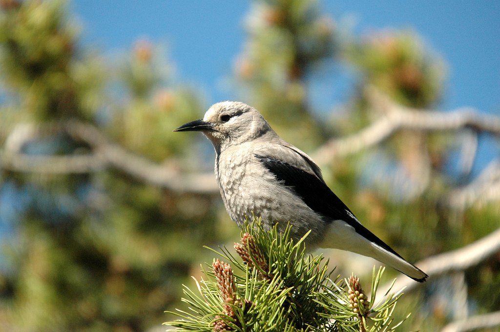 Jay, Clark's Nutcracker, 2005-06193501 RMNP, CO.JPG